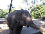 Asian Elephant Indian La_Palmyre_064