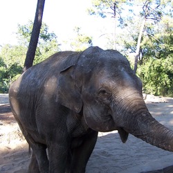 Asian Elephant Indian La_Palmyre_064