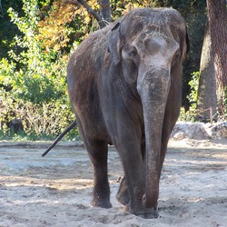 Asian Elephant Indian La_Palmyre_068