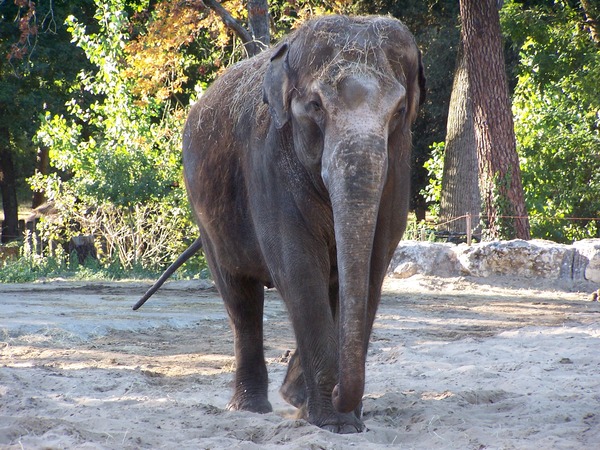 Asian Elephant Indian La_Palmyre_068