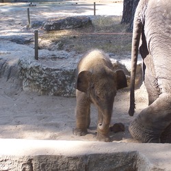 Asian Elephant Indian La_Palmyre_085