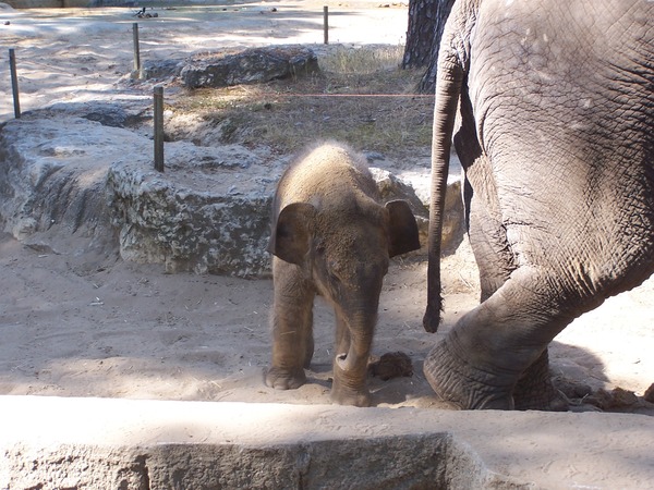 Asian Elephant Indian La_Palmyre_085