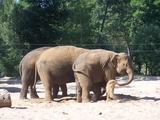 Asian Elephant Indian La_Palmyre_091