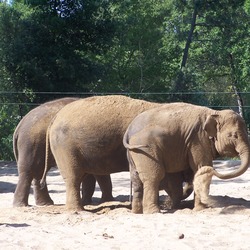 Asian Elephant Indian La_Palmyre_091