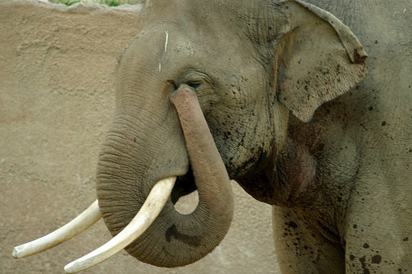 Asian Elephant Indian Lightmatter_elephanttrunk