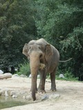 Asian Elephant Indian Ljubljana ZOO