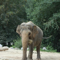 Asian Elephant Indian Ljubljana ZOO