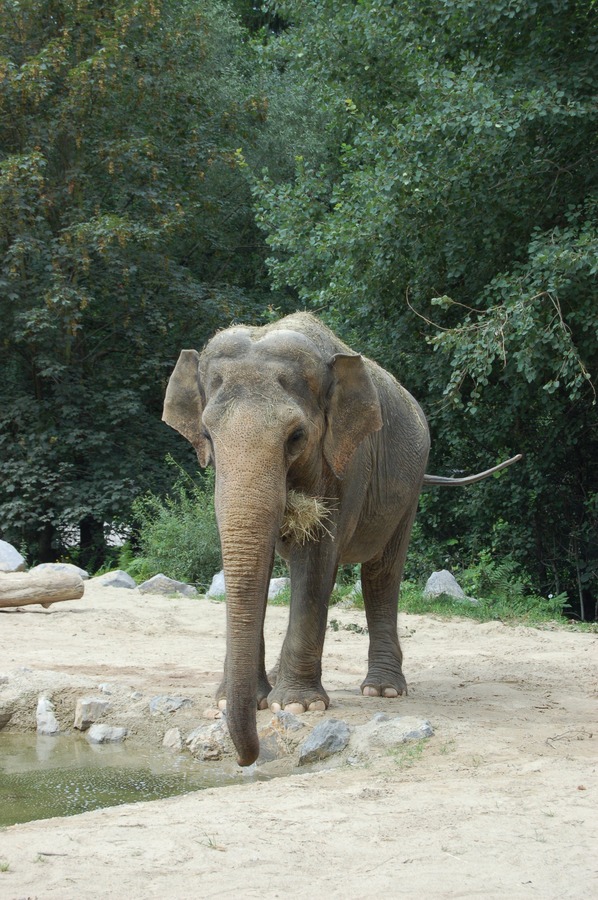 Asian Elephant Indian Ljubljana ZOO