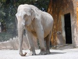 Large Land Mammals