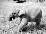 Asian Elephant Indian Loxodonta cyclotis Sumatra