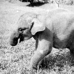 Asian Elephant Indian Loxodonta cyclotis Sumatra