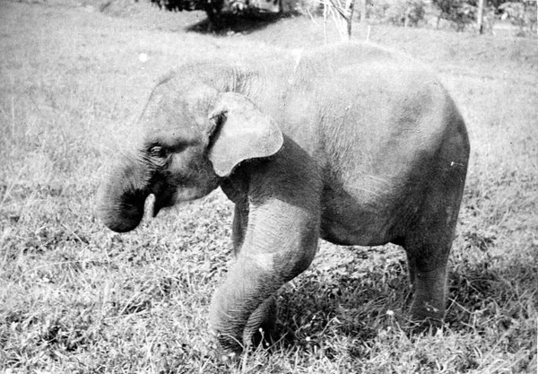 Asian Elephant Indian Loxodonta cyclotis Sumatra