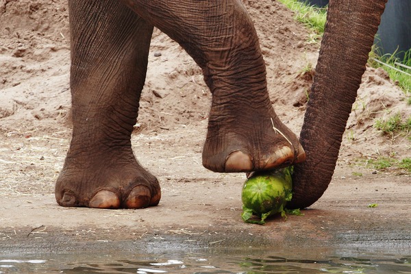 Asian Elephant Indian Loxodonta cyclotis feet