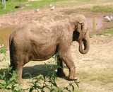 Asian Elephant Photo Gallery