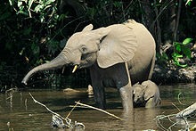 Asian Elephant Indian Loxodonta cyclotis