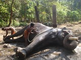 Asian Elephant Indian Mahout1_crop