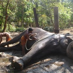 Asian Elephant Indian Mahout1_crop