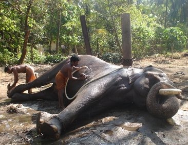 Asian Elephant Indian Mahout1_crop