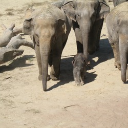 Asian Elephant Indian Ming_Jung_CNG