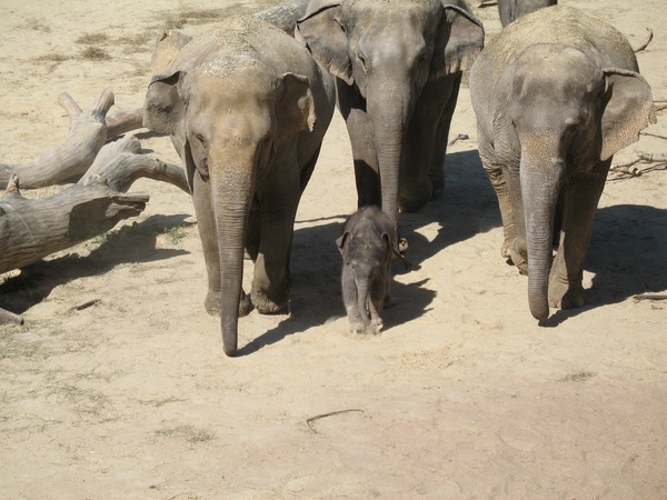 Asian Elephant Indian Ming_Jung_CNG