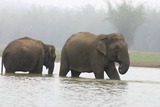 Asian Elephant Photo Gallery