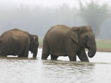 Asian Elephant Indian Nagarahole_1