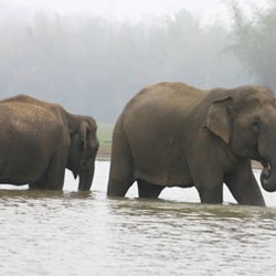 Asian Elephant Indian Nagarahole_1