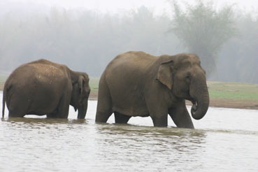 Asian Elephant Indian Nagarahole_1