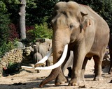 Large Land Mammals