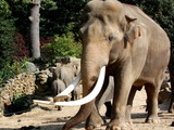 Asian Elephant Indian Olifant_2