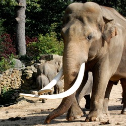 Asian Elephant Indian Olifant_2