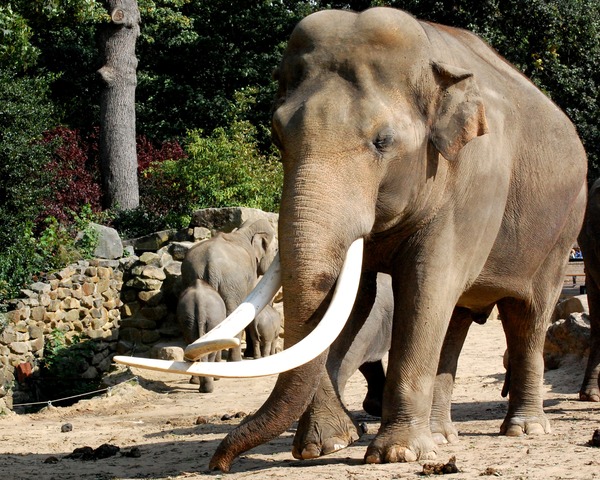 Asian Elephant Indian Olifant_2