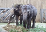 Asian Elephant Photo Gallery
