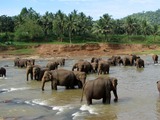 Asian Elephant Indian Pinnawala_01