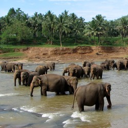 Asian Elephant Indian Pinnawala_01