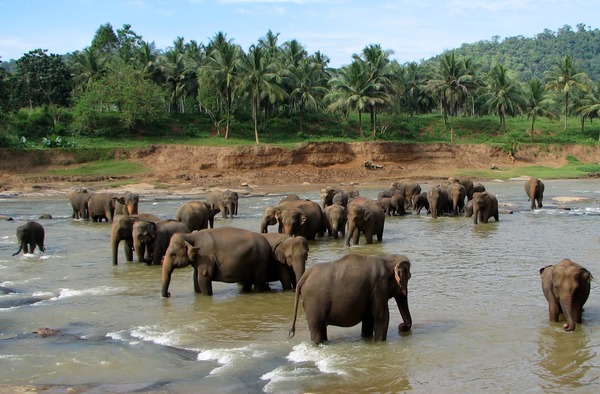 Asian Elephant Indian Pinnawala_01