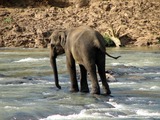 Asian Elephant Indian Pinnawala_03