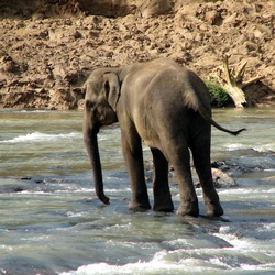 Asian Elephant Indian Pinnawala_03