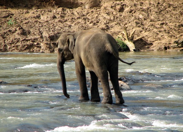 Asian Elephant Indian Pinnawala_03