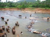 Asian Elephant Indian Pinnawela-bany_dels_elefants1