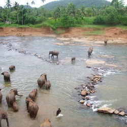 Asian Elephant Indian Pinnawela-bany_dels_elefants1