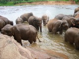 Asian Elephant Indian Pinnawela-bany_dels_elefants3