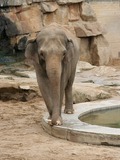 Asian Elephant Indian Prague Zoo