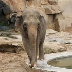 Asian Elephant Indian Prague Zoo