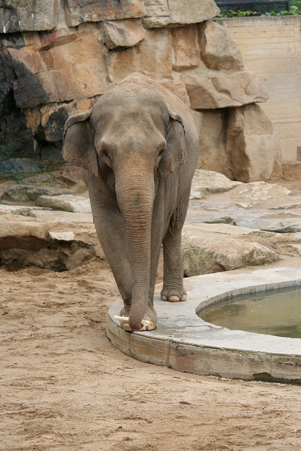 Asian Elephant Indian Prague Zoo