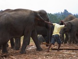 Asian Elephant Indian Pulling_an_elephant