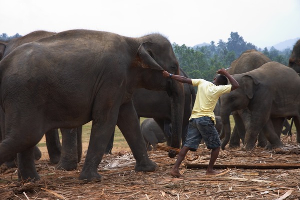 Asian Elephant Indian Pulling_an_elephant