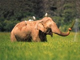 Asian Elephant Indian Re-exposure_of_elephant_-_lahugala_park1
