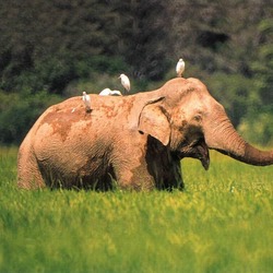 Asian Elephant Indian Re-exposure_of_elephant_-_lahugala_park1