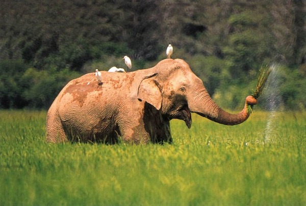 Asian Elephant Indian Re-exposure_of_elephant_-_lahugala_park1